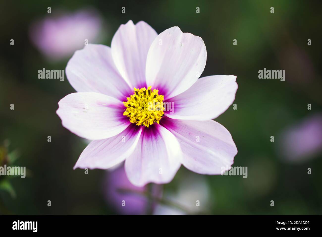 Blumen im Oktober Stockfoto