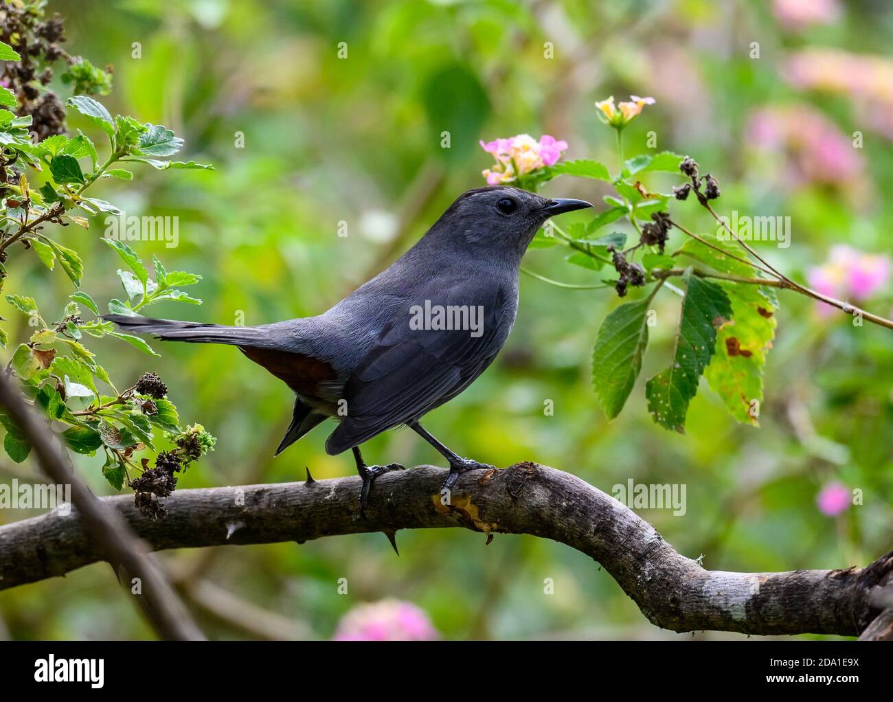 Ein Grauer Catbird () auf einem Ast. Houston, Texas, USA. Stockfoto