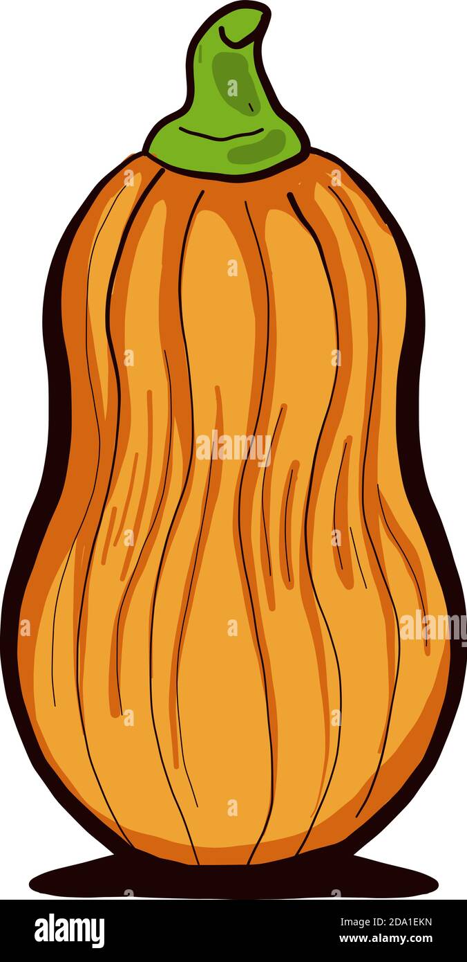Butternut Squash, Illustration, Vektor auf weißem Hintergrund Stock Vektor