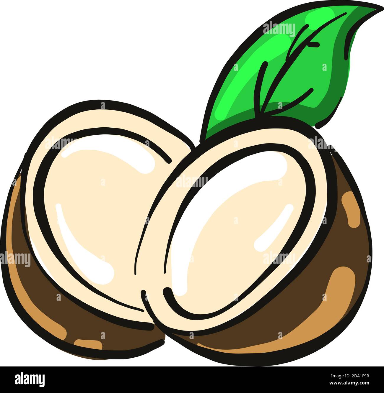 Kokosnuss in der Mitte, Illustration, Vektor auf weißem Hintergrund Stock Vektor