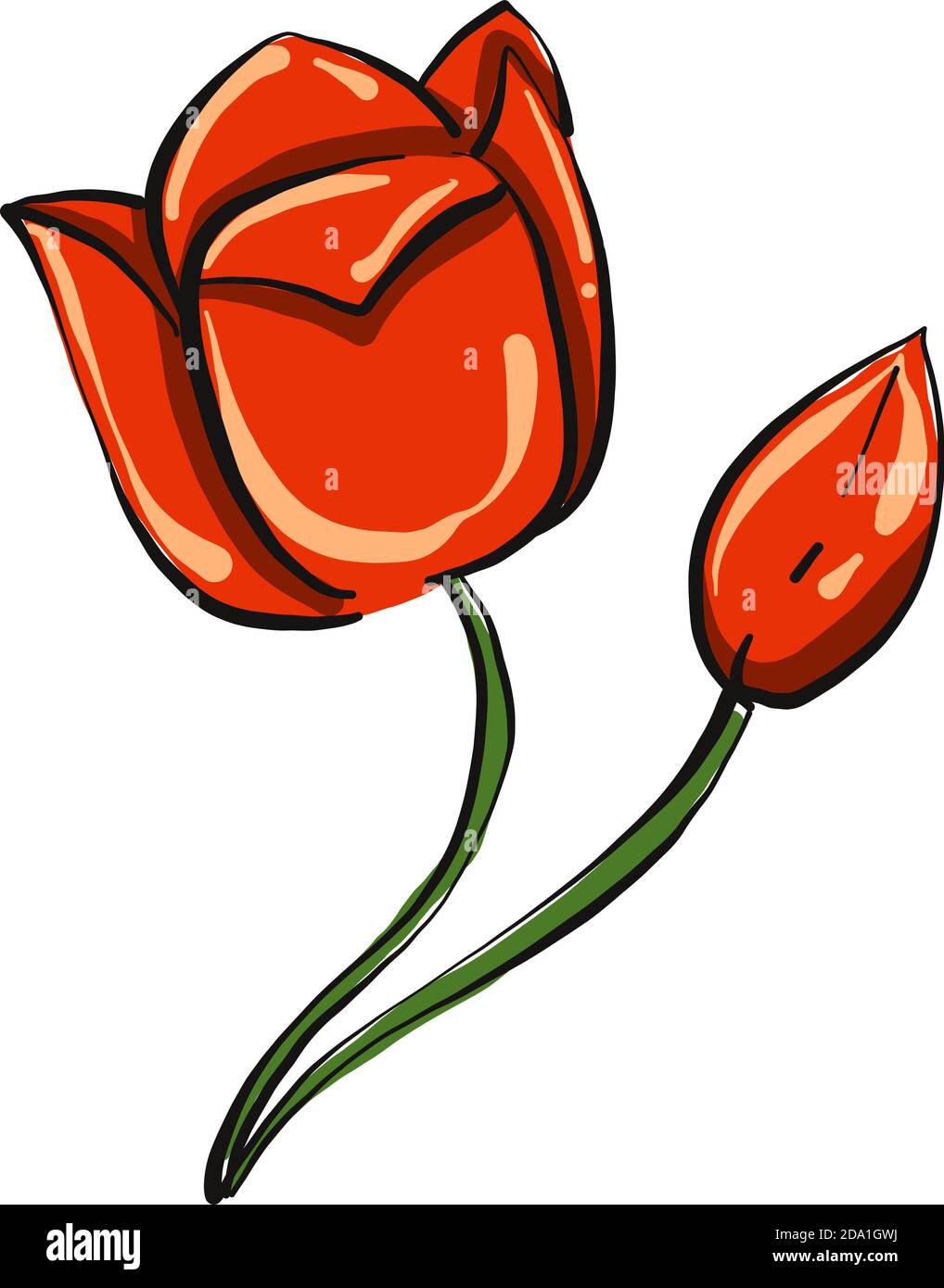 Blumenmohn, Illustration, Vektor auf weißem Hintergrund Stock Vektor