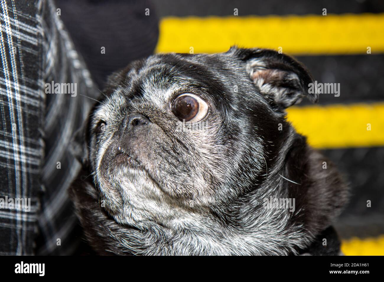 Ein sehr niedlicher schwarzer Mops Hund mit großen Augen suchen Traurig Stockfoto