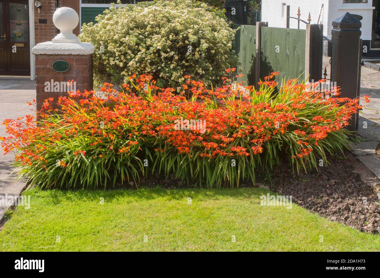 Bett von leuchtend orange Crocosmia wächst in einer Blumengrenze Im Sommer vor dem Haus Stockfoto