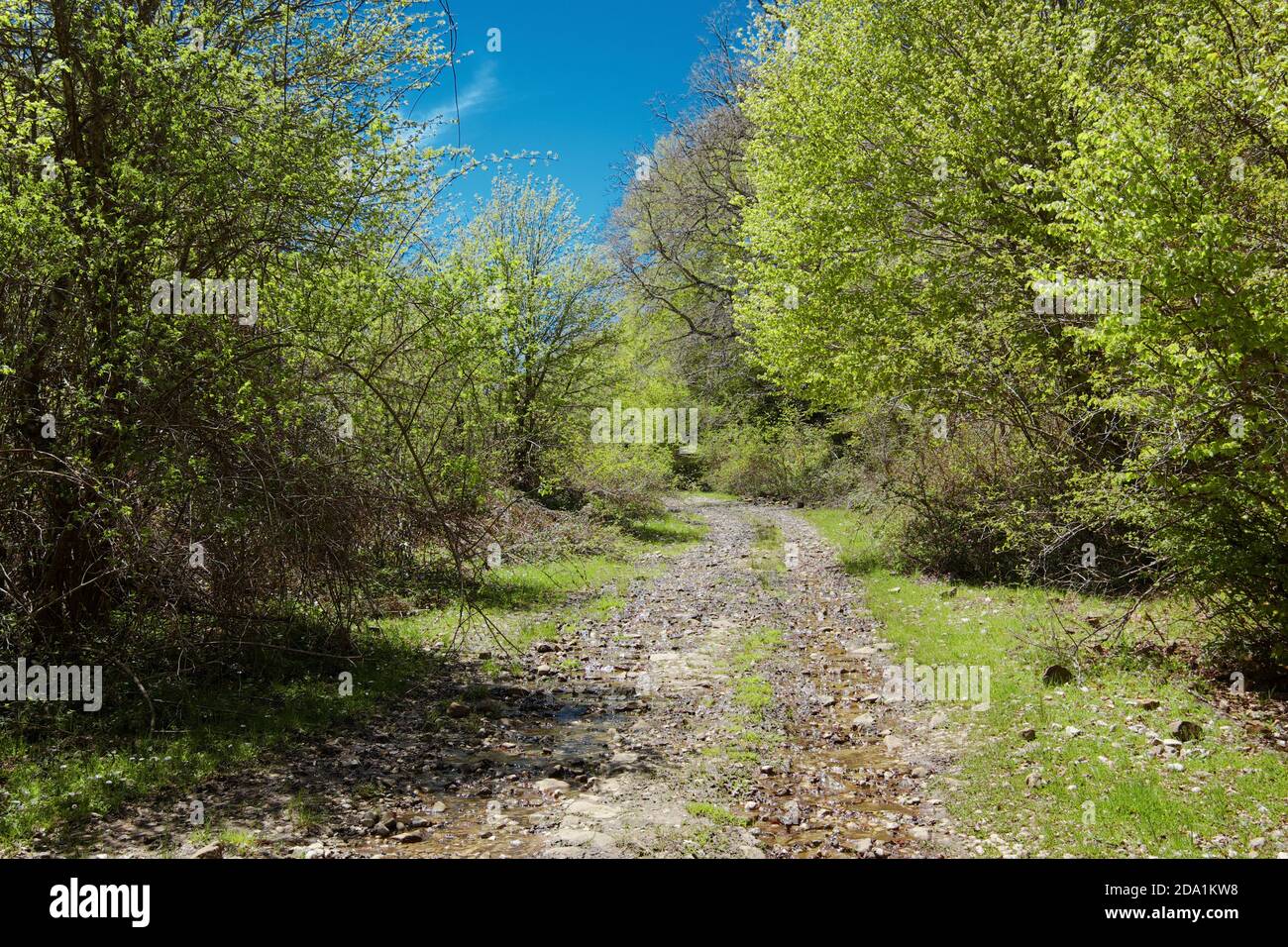 Weg durch grünes Dickicht im Nebrodi Park, Sizilien Stockfoto
