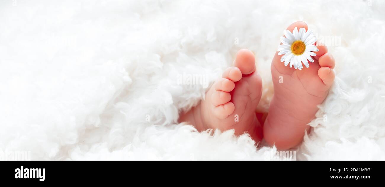 Füße des Neugeborenen eingewickelt in ein weiches Handtuch mit weißer Gänseblümchen - Konzept Der Säuglingspflege Stockfoto