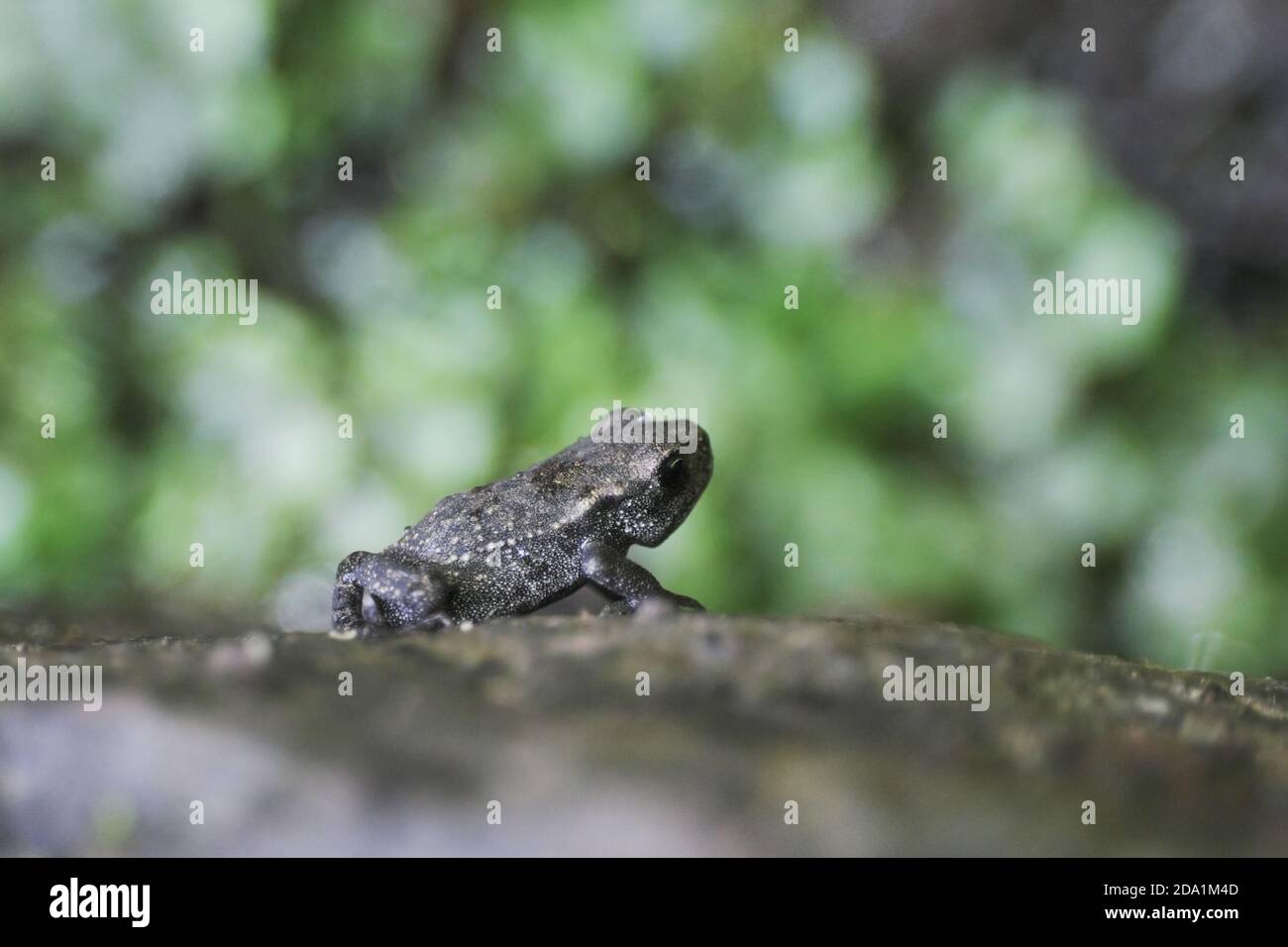 Kleine junge Kröte im Nebrodi Park, Sizilien Stockfoto