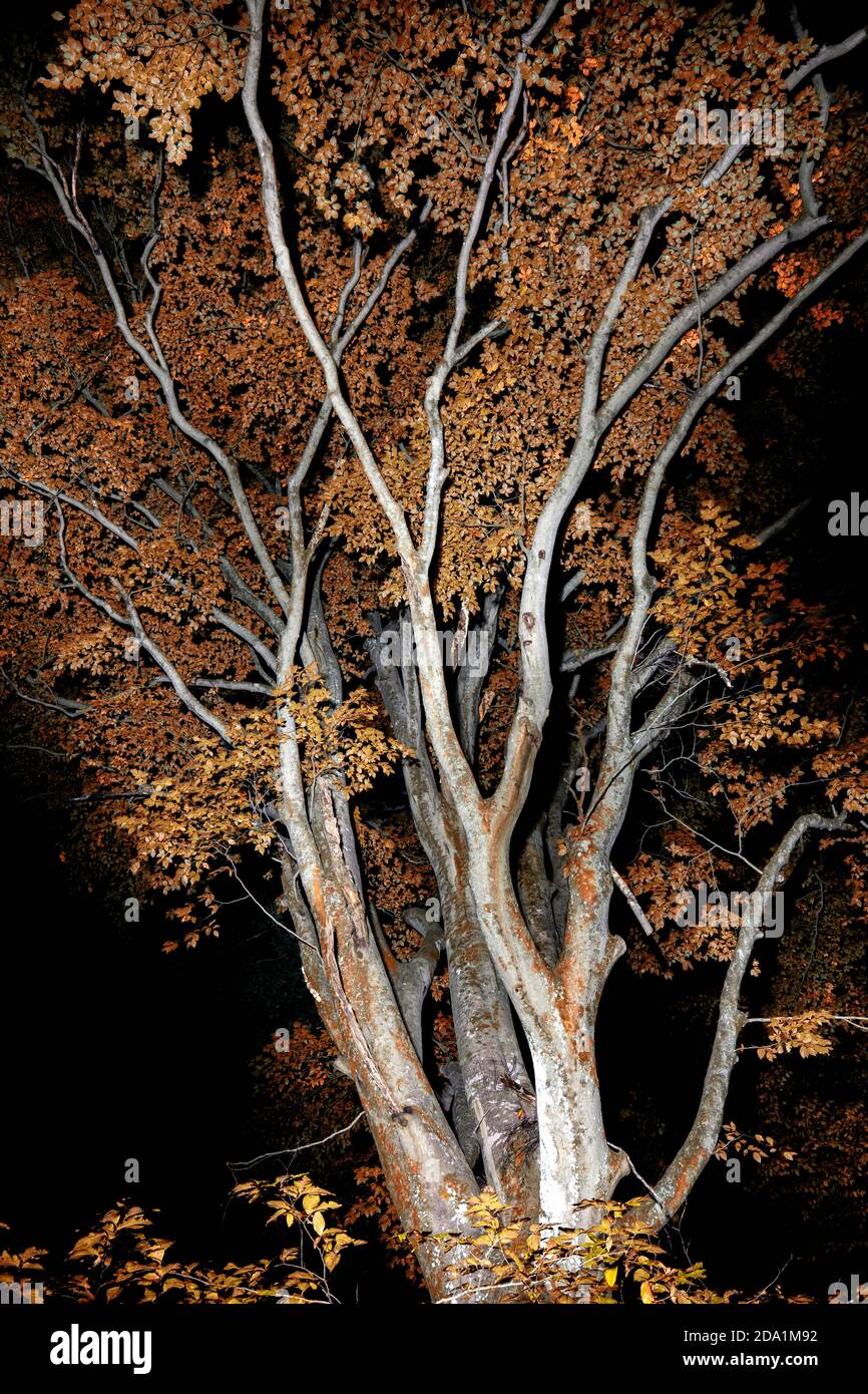 Geheimnisvolle Baumverzweigungen bei Nacht mit Herbstlaub - Brevard, North Carolina, USA Stockfoto