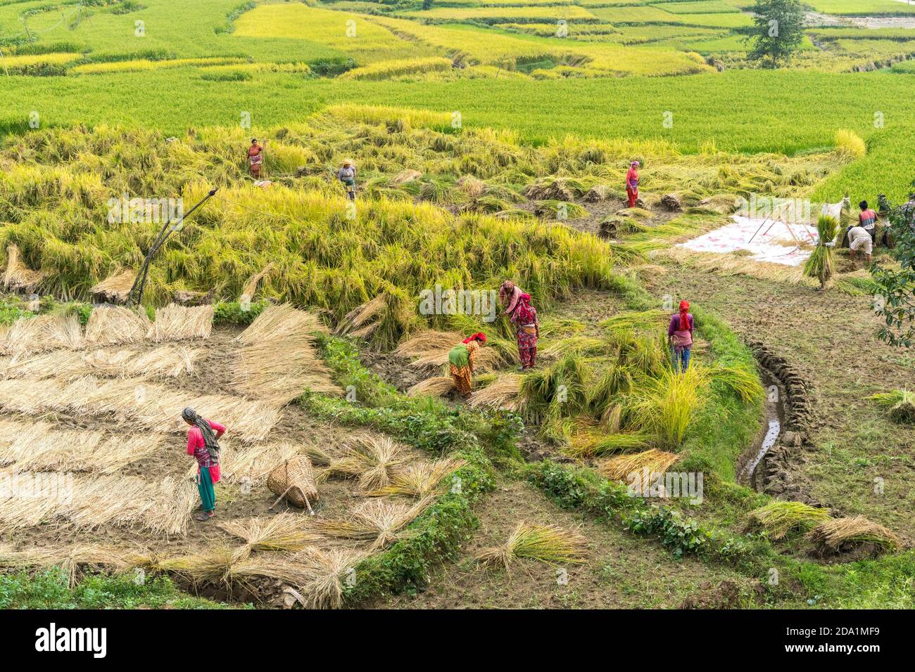 Namo Buddha, Nepal - 20. September 2020: Nepalesische Bauern im Feld ernten Reiskulturen. Reisernte Saison, lokale Frauen in Nepal arbeiten auf dem Feld Stockfoto