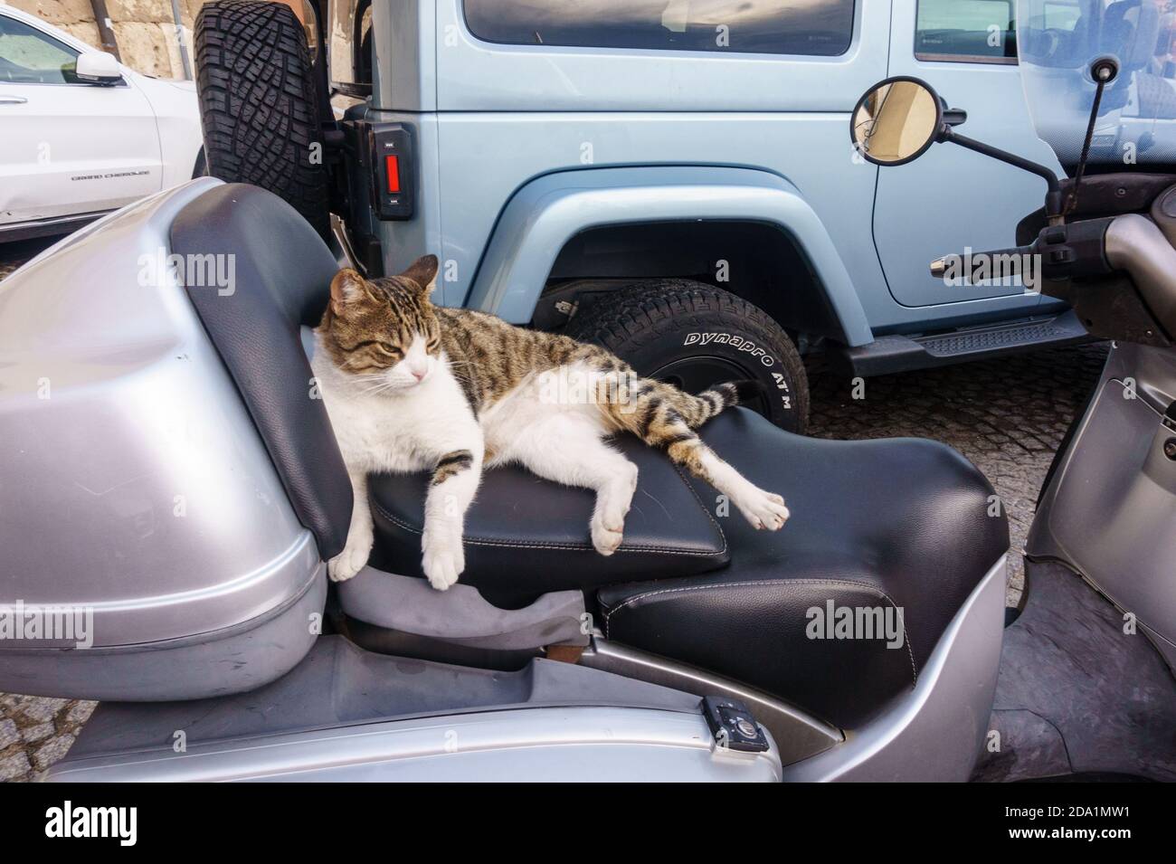 Katze ruht auf einem geparkten Roller in Cagliari, Sardinien, Italien Stockfoto
