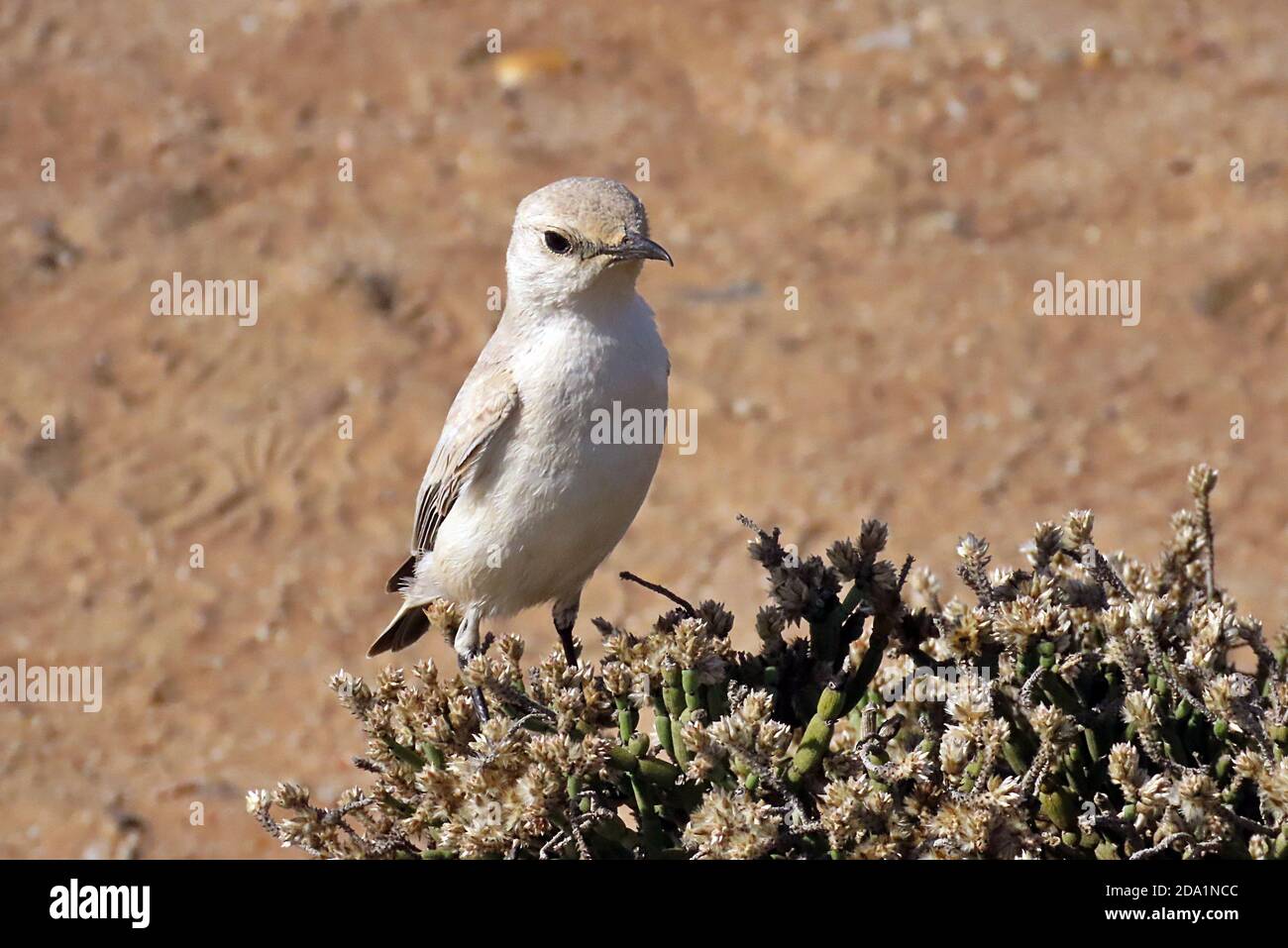 Ein Tractrac Chat (emarginata tractrac), der auf Laub in der Dorob-Wüste außerhalb von Swakopmund, Namibia, thront. Stockfoto