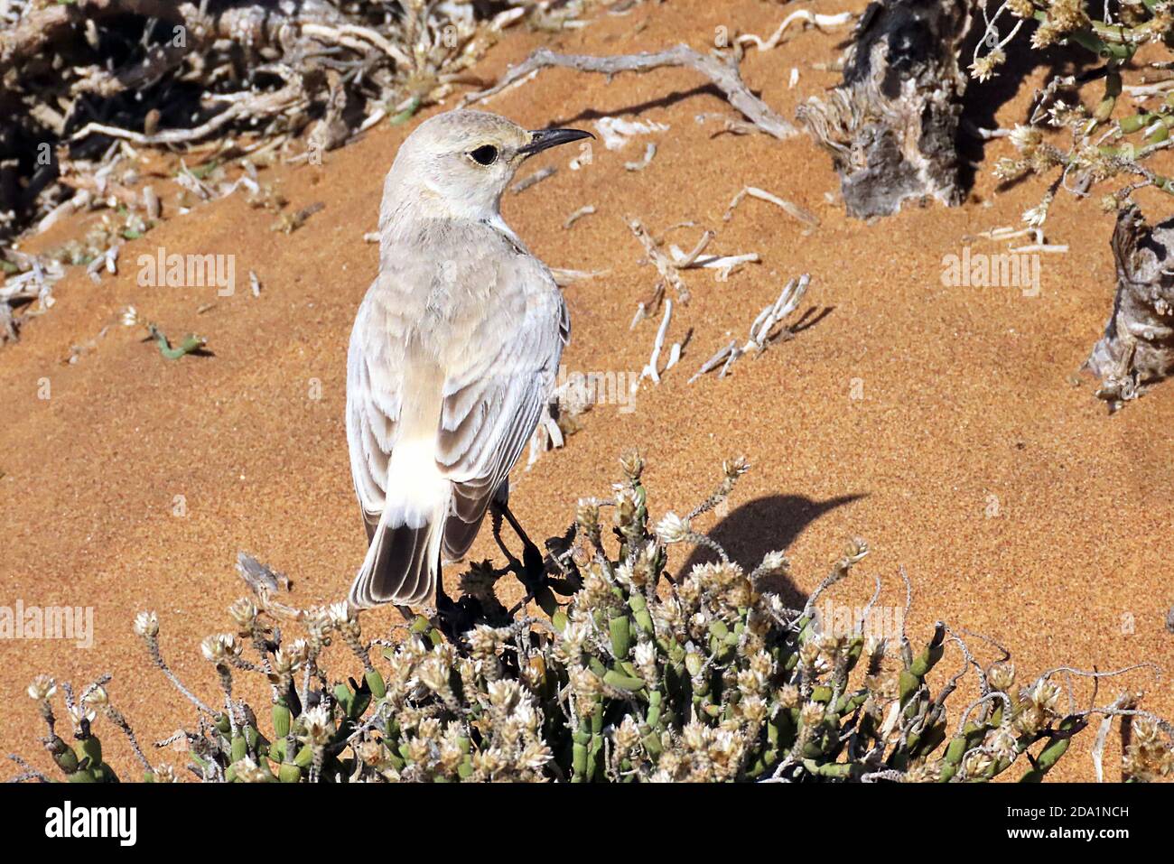 Ein Tractrac Chat (emarginata tractrac), der auf Laub in der Dorob-Wüste außerhalb von Swakopmund, Namibia, thront. Stockfoto