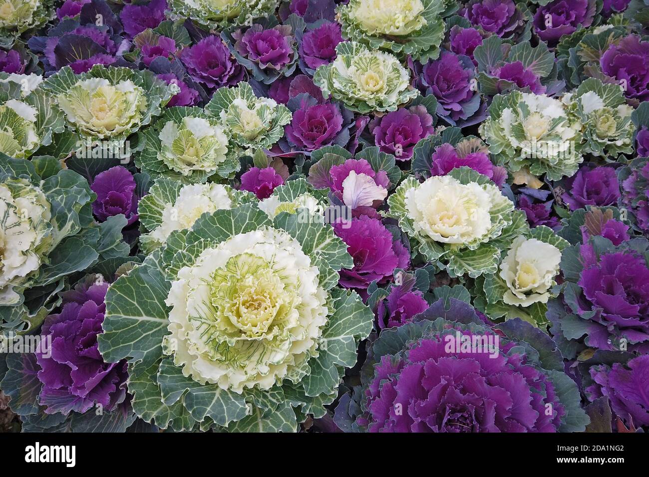 Dekorative Kohlköpfe und Kales als Laubpflanzen für ihre gewachsen Intensiv gefärbte Blätter Stockfoto