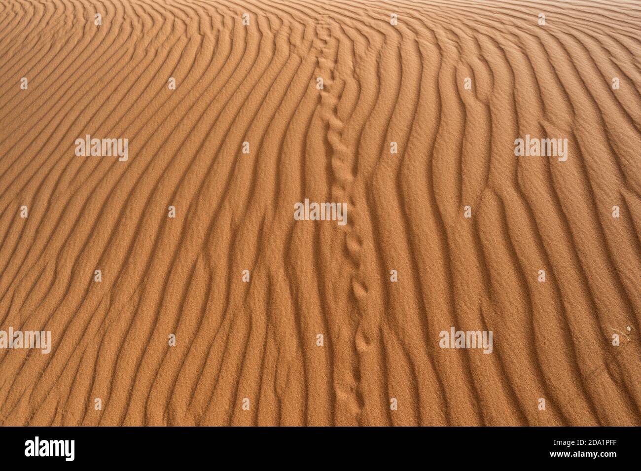 Abstrakte Ansicht von Tierspuren und Sandmustern auf der Big Red Sand Dune, einer berühmten Touristenattraktion in der Nähe von Birdsville, Queensland, QLD, Australien Stockfoto