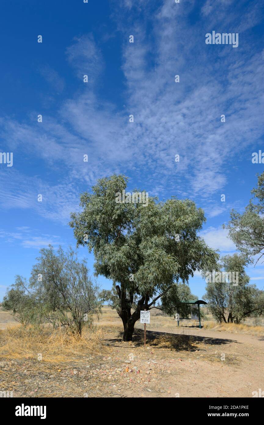 Der Burke and Wills Tree in Birdsville soll einen ihrer letzten Campingplätze markieren, bevor sie das Innamincka-Gebiet erreichten, wo der berühmte Dig Tree liegt Stockfoto