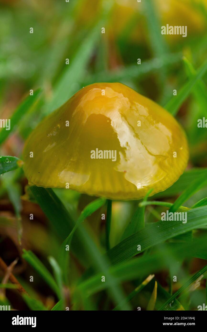 Hygrocybe psittacina Stockfoto