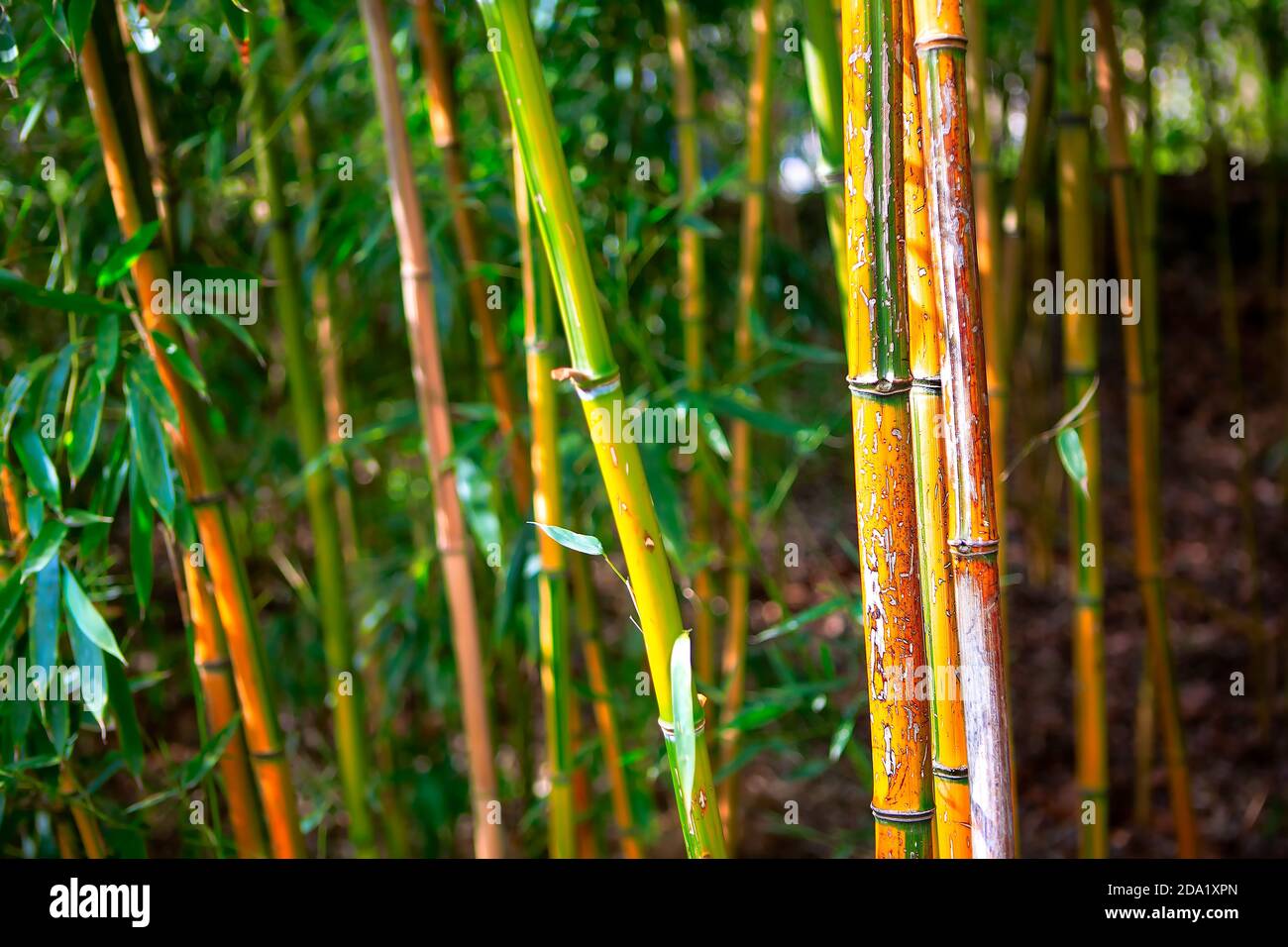 badunterschrank bambus Waschbeckenunterschrank Natur Bambus — SVITA main image 1