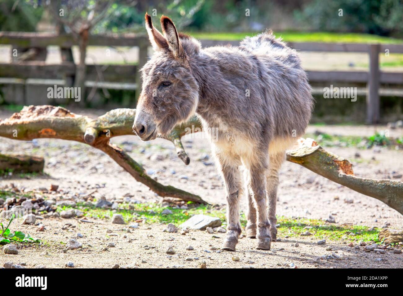 Cute shaggy Esel auf dem Bauernhof Stockfoto