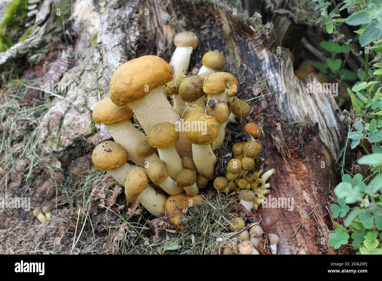 Eine Gruppe von Pilzen auf einem alten Stumpf Stockfoto
