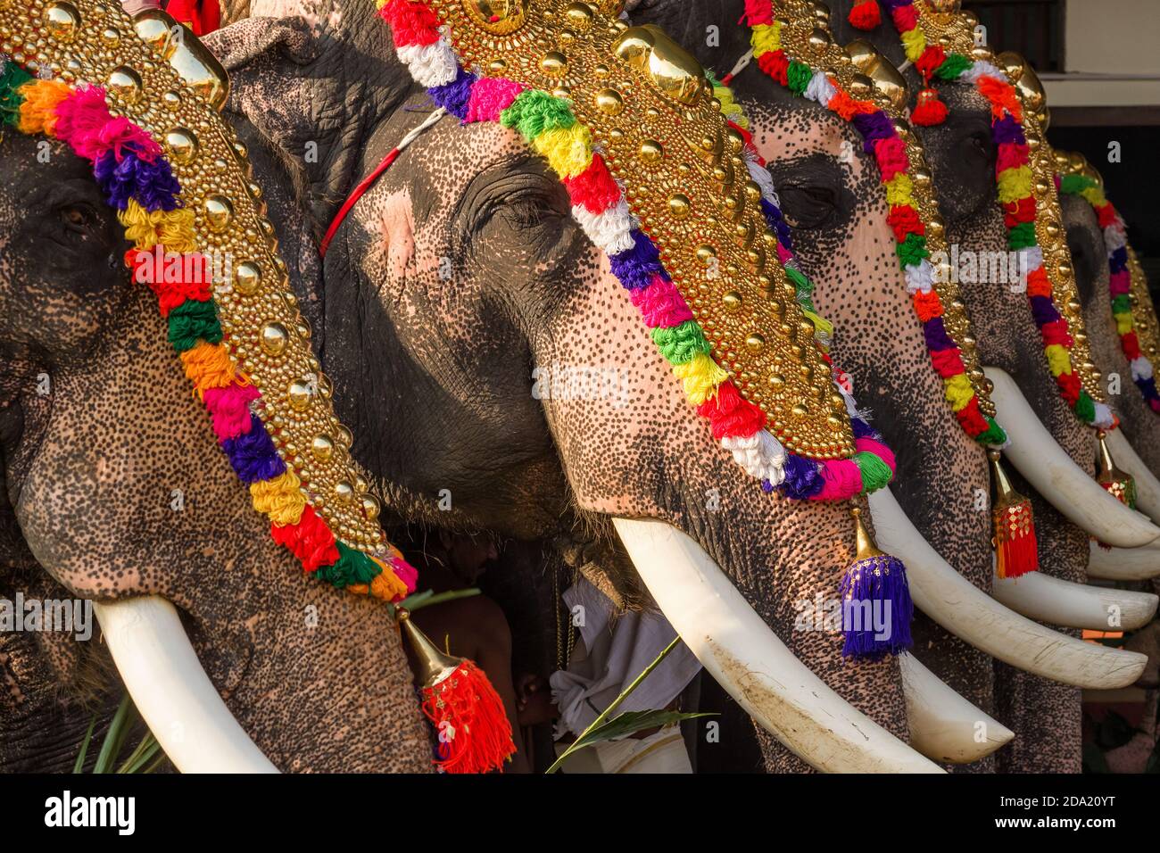 Dekorierte Elefanten auf dem Tempelfest in Siva Tempel, Ernakulam, Kerala, Indien Stockfoto