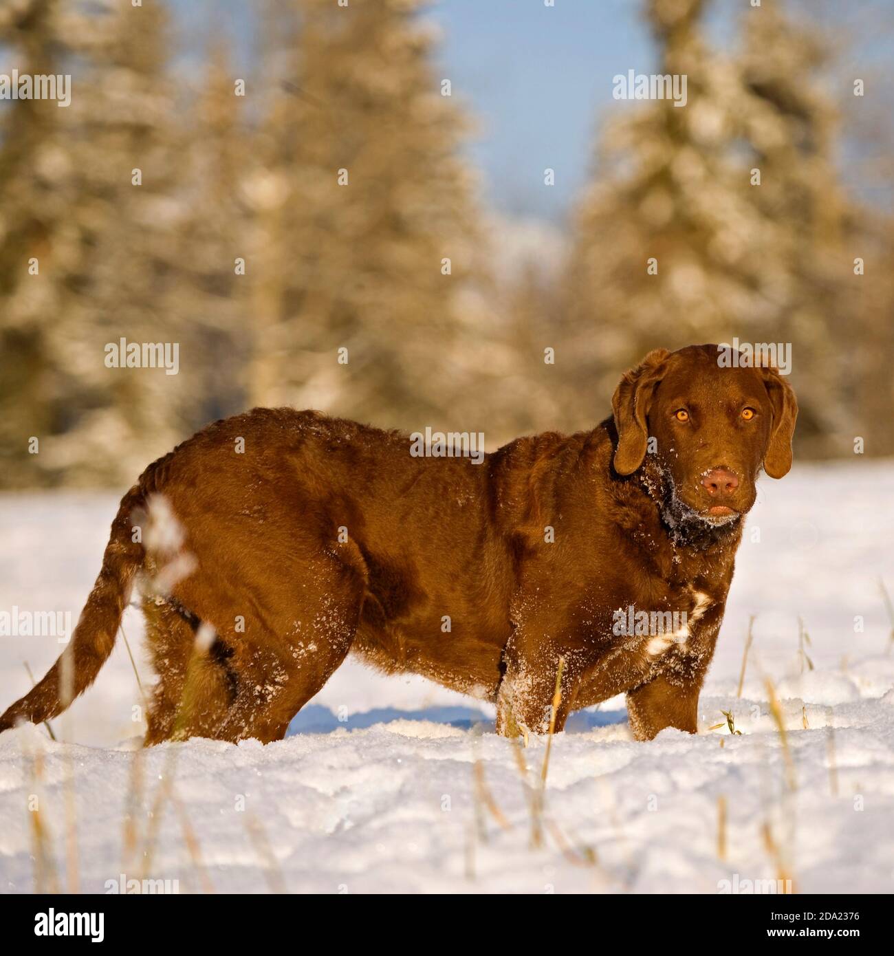 Schöner Chesapeake Bay Retriever Hund steht in Winterwiese im tiefen Schnee, suchen. Stockfoto
