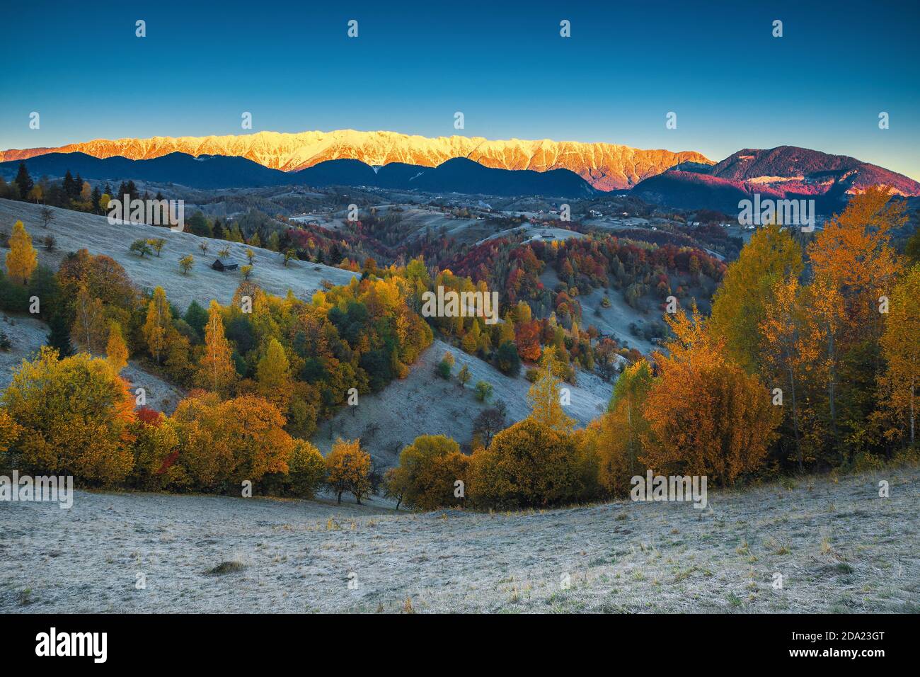 Schöne Herbstdämmerung Landschaft mit tauem Gras und bunten Laubbäumen. Majestätischer Sonnenaufgang und schneebedeckte Berge im Hintergrund, Bran, Transsilvanien, Ro Stockfoto