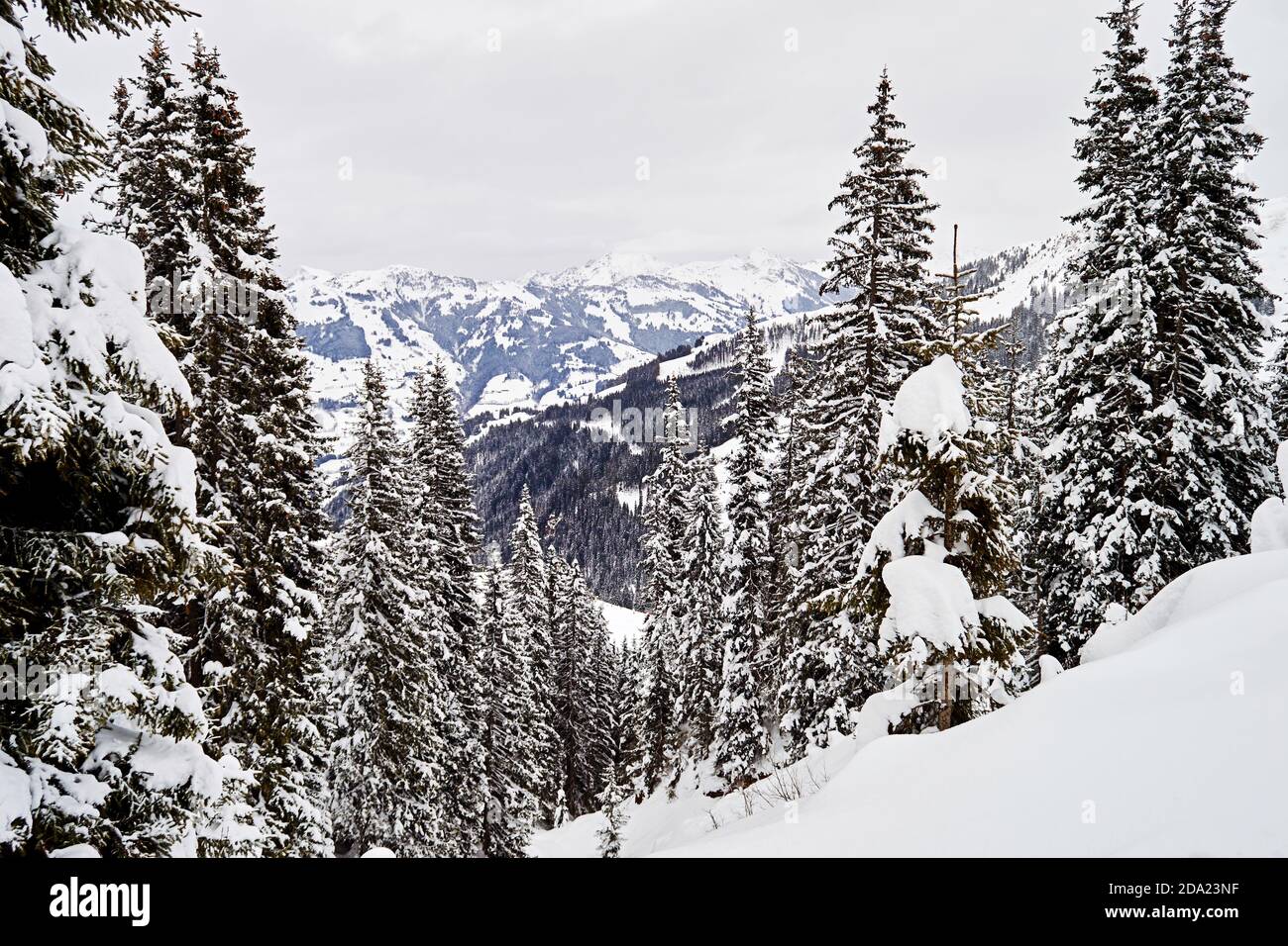 Winter Tannenwald mit Schneeverwehungen am Hang der Alpen. Saisonale Natur Hintergründe und Hintergrundbilder Stockfoto