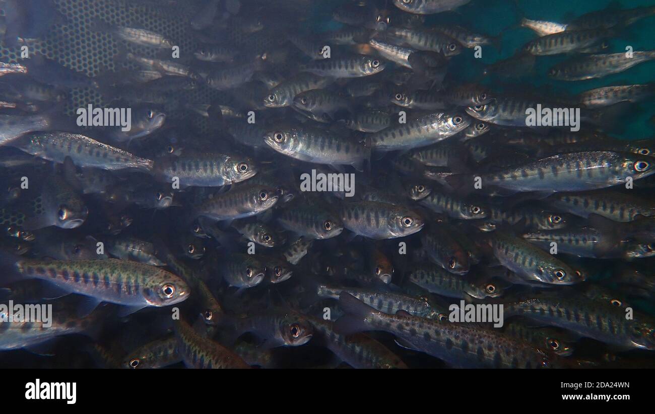 Juveniler Coho-Lachs (Oncorhynchus kisutch) Stockfoto