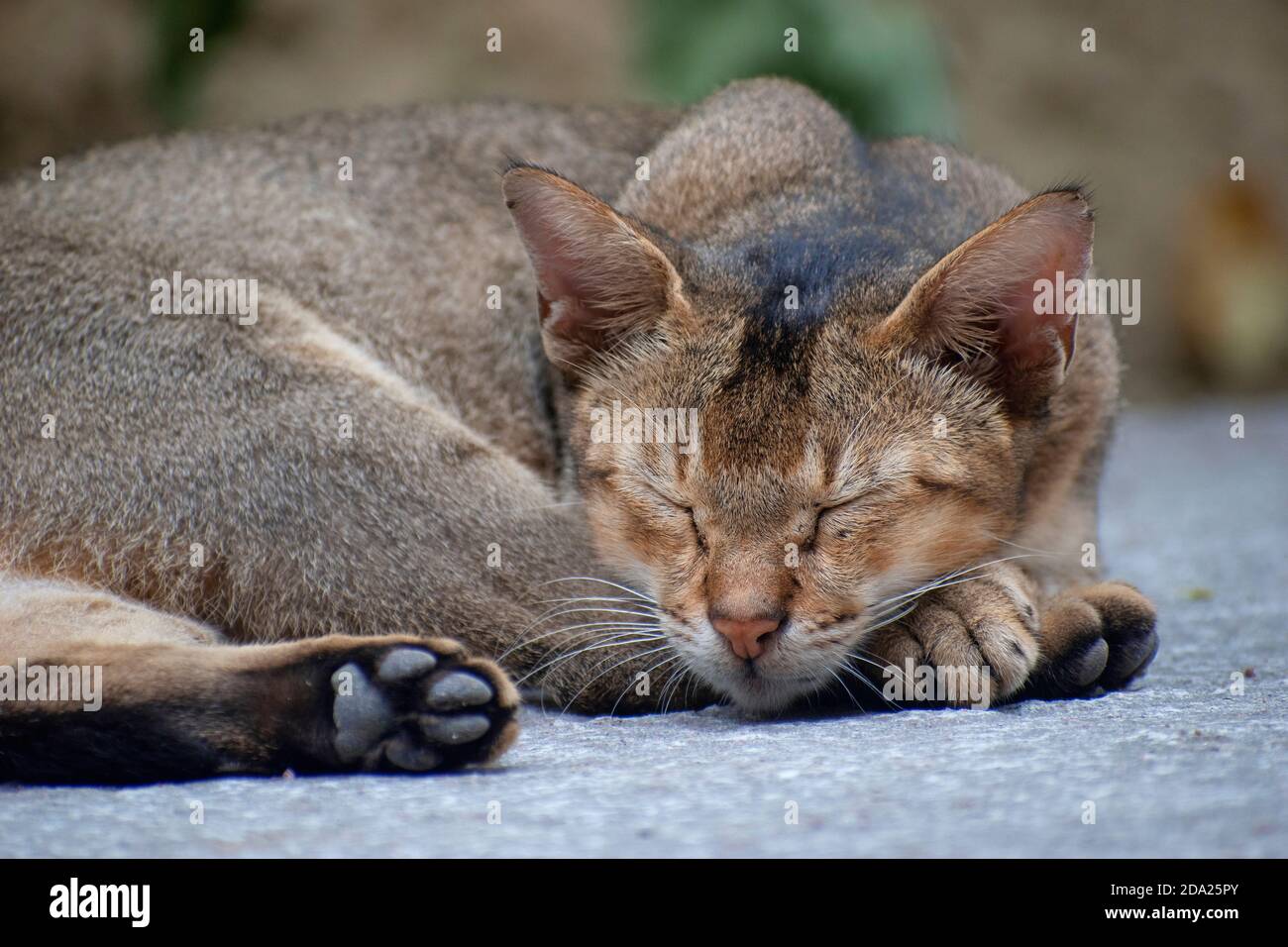 Schlafende Katze im Dach.Schlaf in nicht-menschlichen Tieren bezieht sich auf einen Verhaltens- und physiologischen Zustand, der durch verändertes Bewusstsein gekennzeichnet ist. Stockfoto