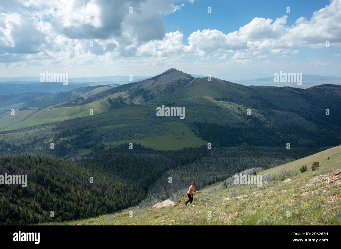 Frau beim Wandern in den Snowcrest Mountains im Südwesten von Montana, USA. Stockfoto