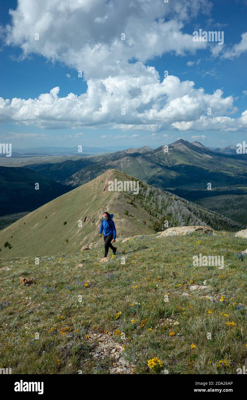 Frau beim Wandern auf einem Bergrücken in den Snowcrest Mountains im Südwesten von Montana, USA. Stockfoto