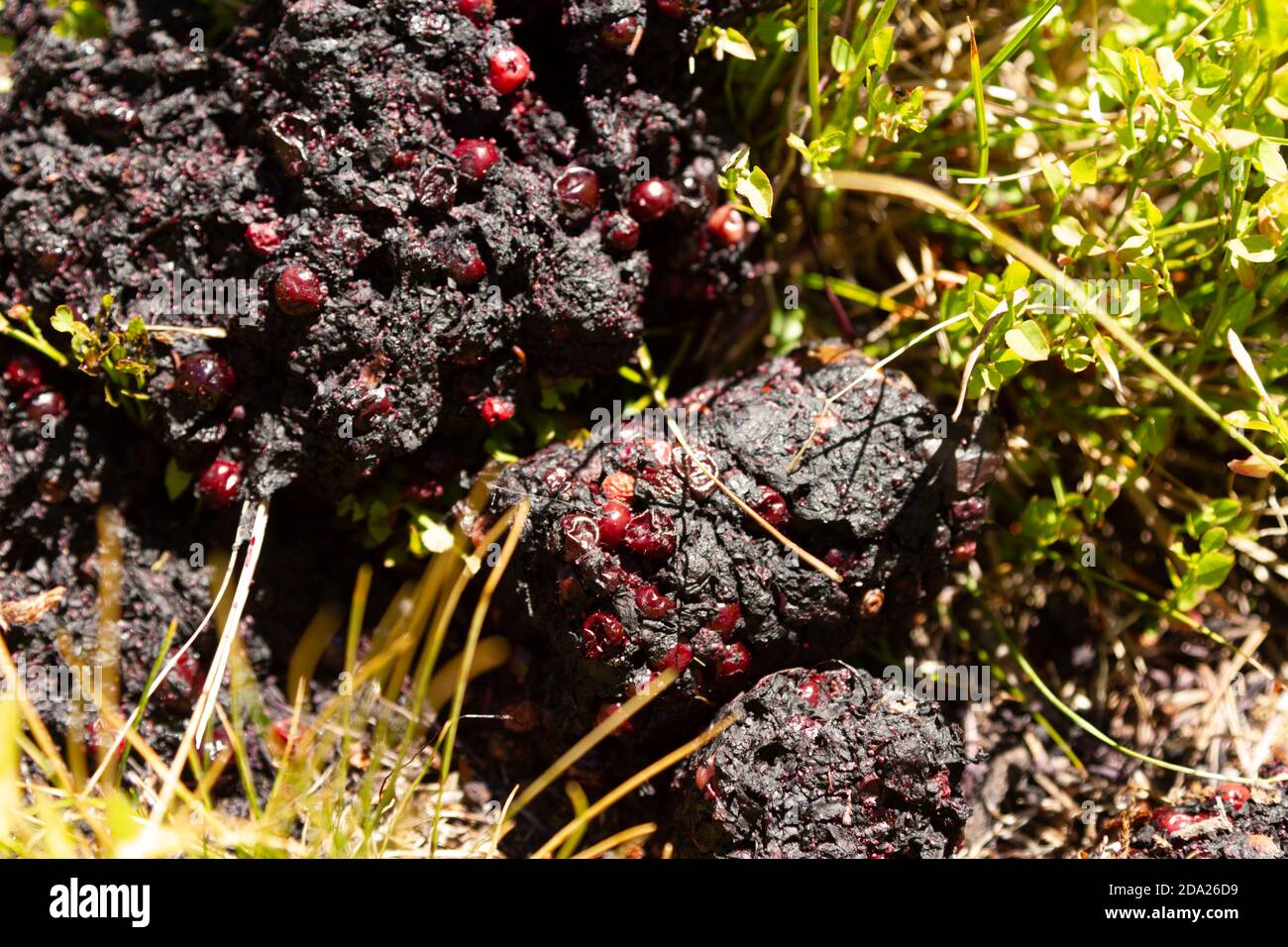 Frischer Bärenfleck mit unverdauten Hucklebeeren, ein wichtiger Bestandteil ihrer Ernährung in den Spätsommermonaten in den Rocky Mountains, Montana, USA. Stockfoto