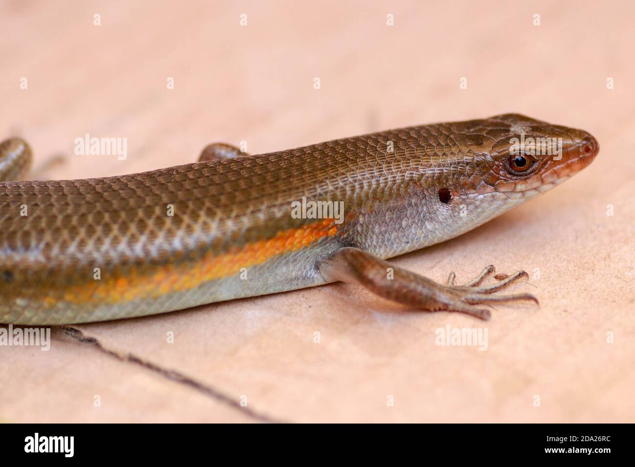 Nahaufnahme einer gemeinsamen Sun skink auf dem Boden in Bali. Stockfoto