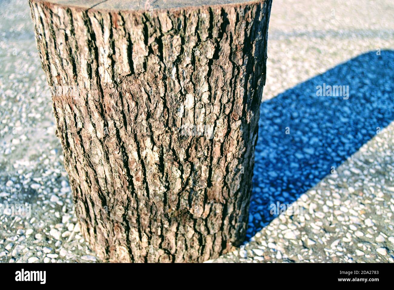 Nasse und geschnittene Holzstücke stehen auf Betonboden. Sonnenschein beleuchtet es und Schatten von seinem Betonboden. Stockfoto