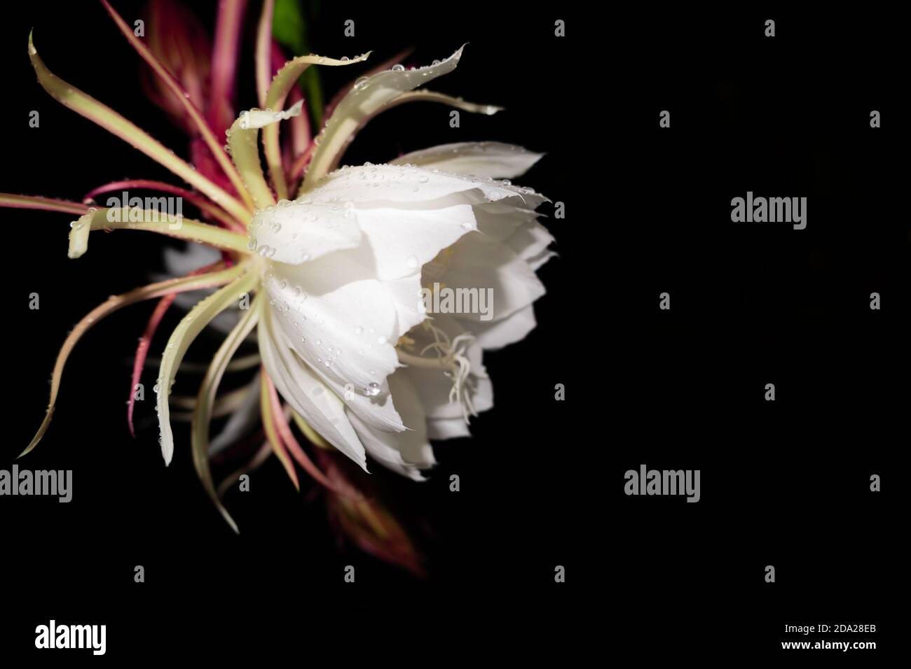 Der Wijaya Kusuma (Epiphyllum Anguliger) Blume blüht um Mitternacht auf einem dunklen Hintergrund Stockfoto