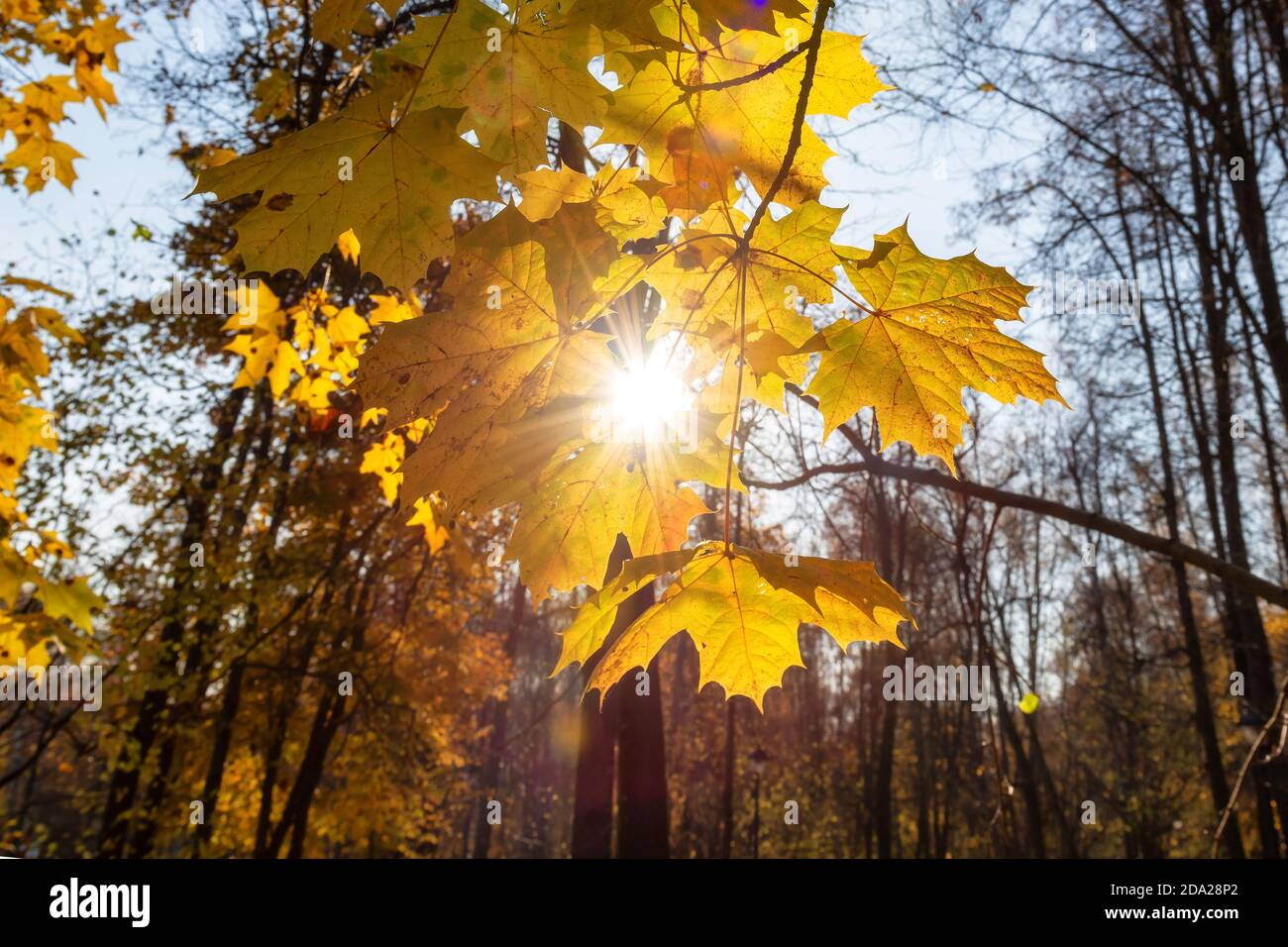 Herbst Ahorn Blätter in sonnigen Tag Stockfoto