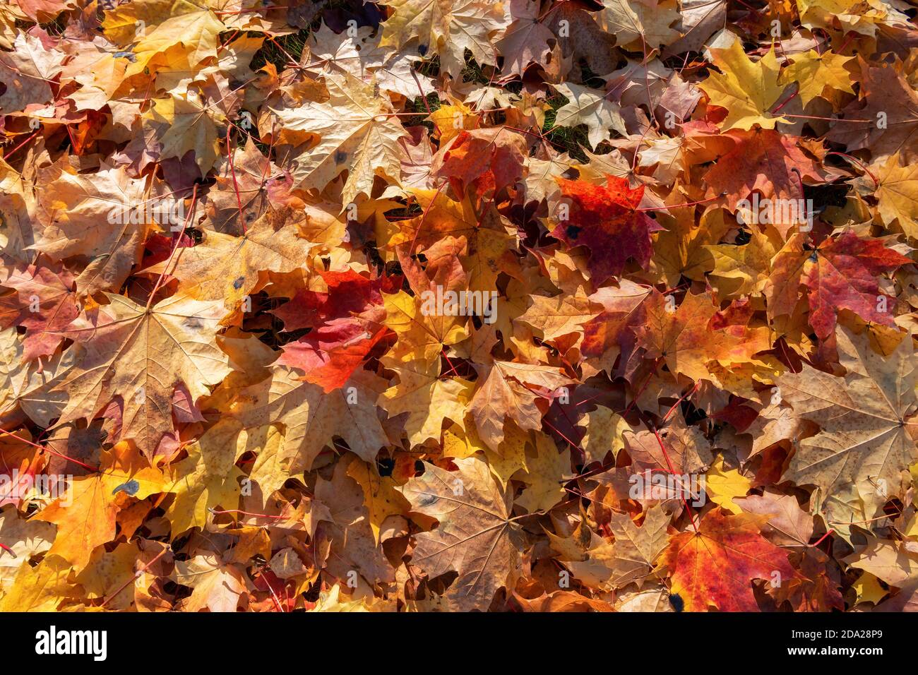 Buntes Herbstlaub Hintergrund Stockfoto