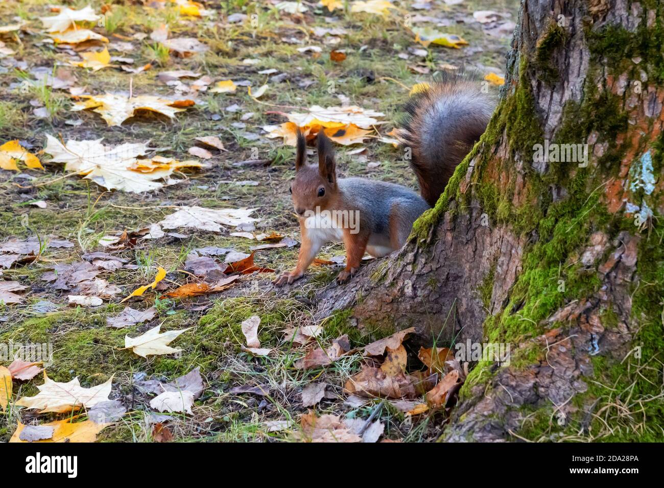Eichhörnchen im Herbst park Stockfoto