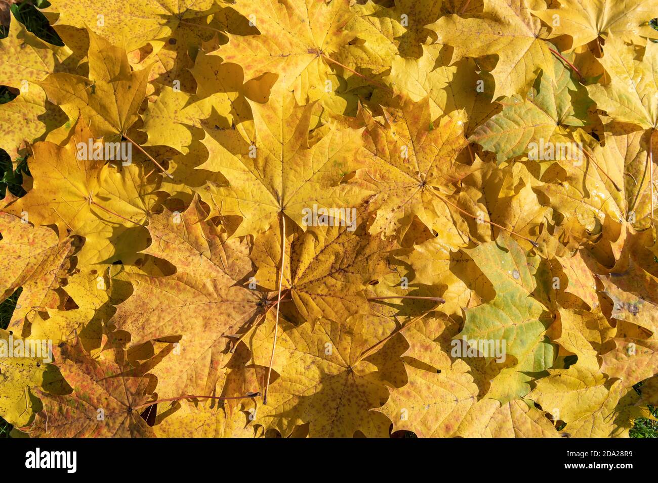Gelbes Herbstlaub Hintergrund Stockfoto