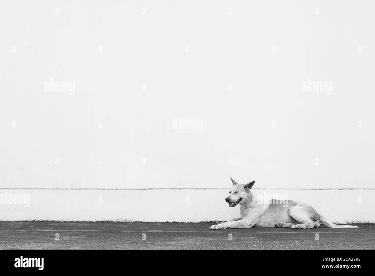 Graustufenaufnahme eines Hundes, der draußen sitzt Stockfoto