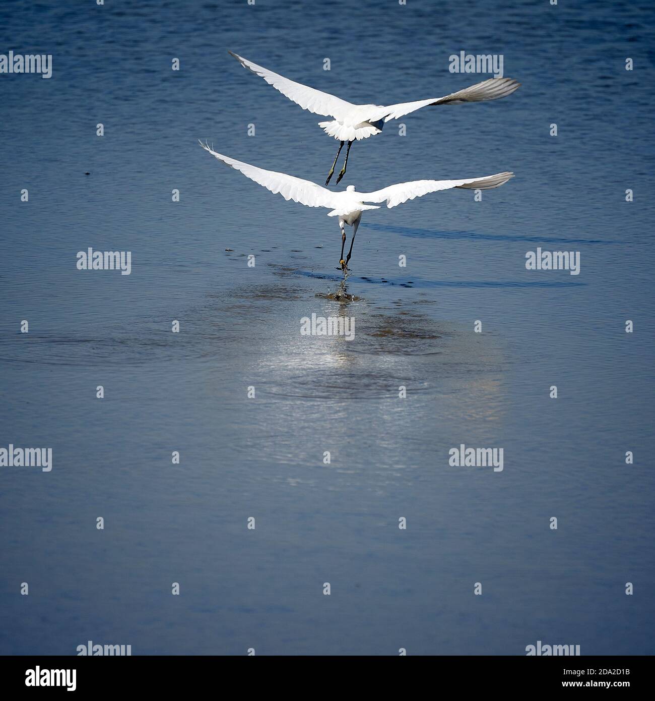 Zwei Reiher im Begriff, Flug zu nehmen Stockfoto