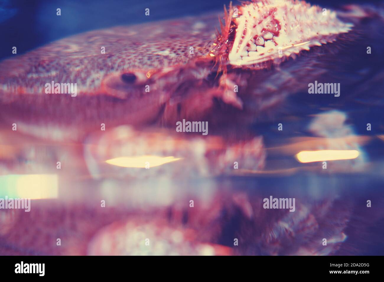 Erimacrus isenbeckii (Brandt) - viereckige haarige Krabbe, Nahaufnahme. Rosshaar Krabben kommerzielle Art von japanischen und russischen Meeresfrüchte Stockfoto