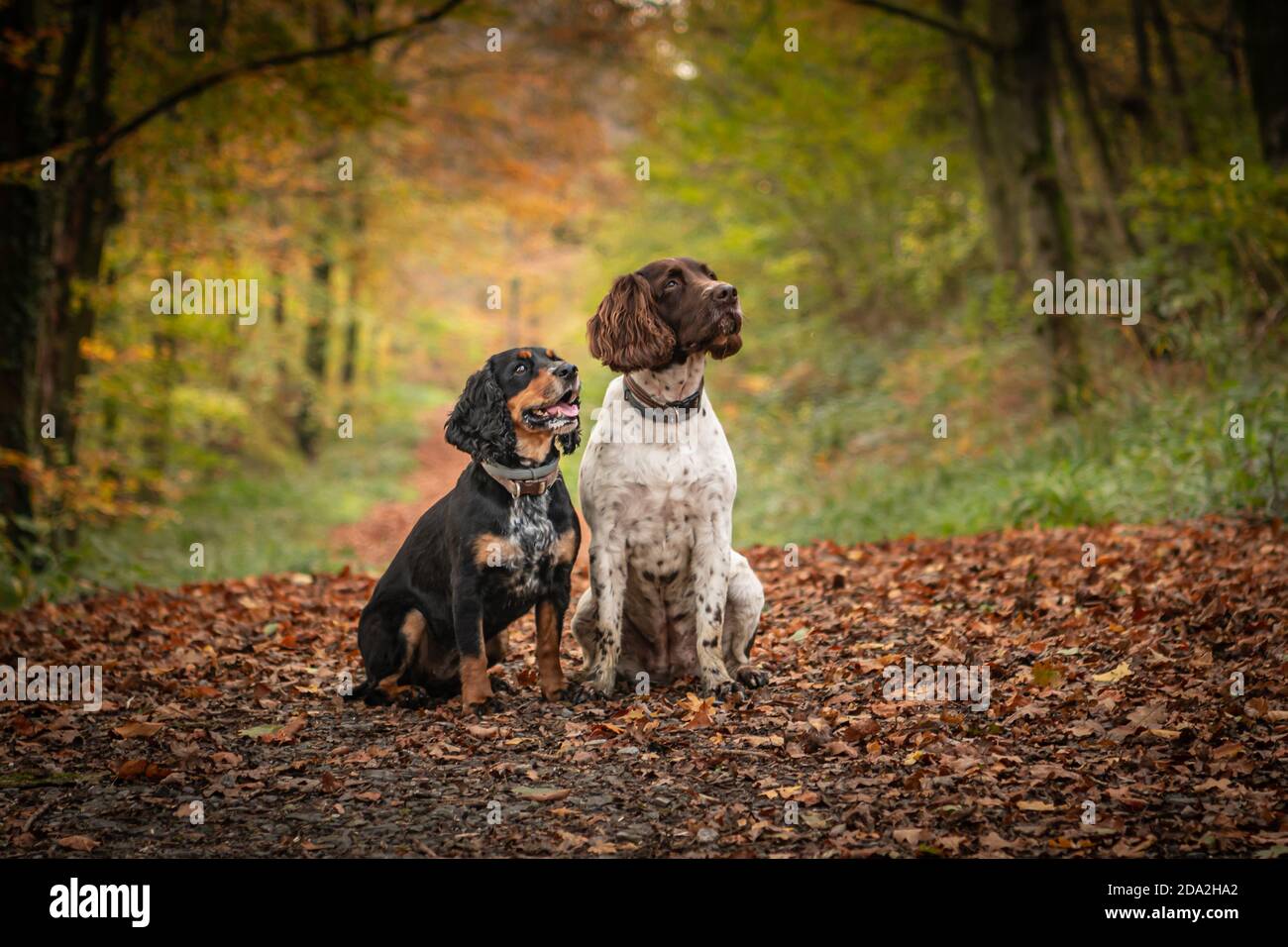 Zwei Spaniels, die auf einem herbstlichen Waldweg zur Aufmerksamkeit sitzen Stockfoto