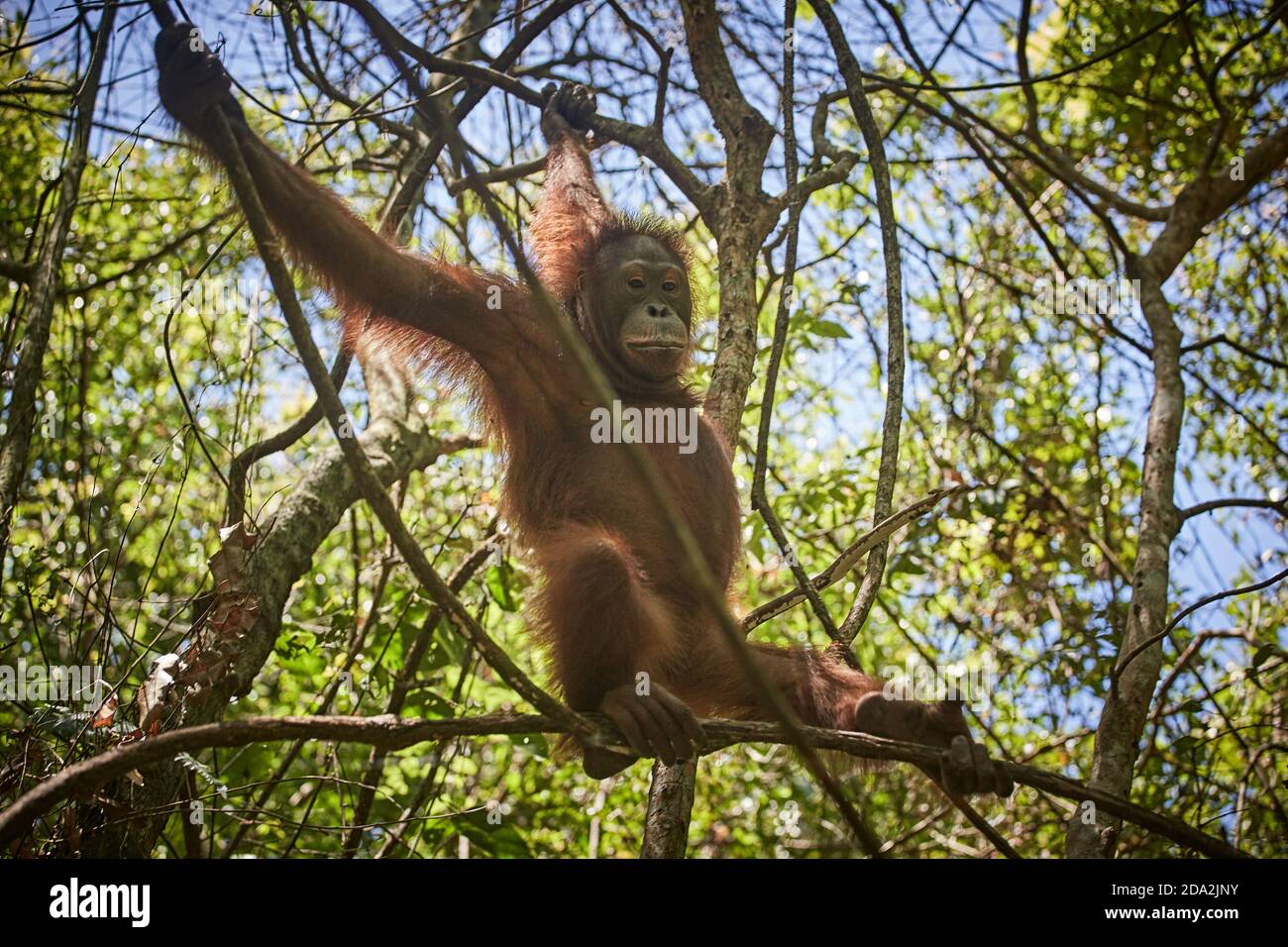 Central Kalimantan, Februar 2016, Pongo pygmaeus, Borneo orangutan im Dschungel. Stockfoto