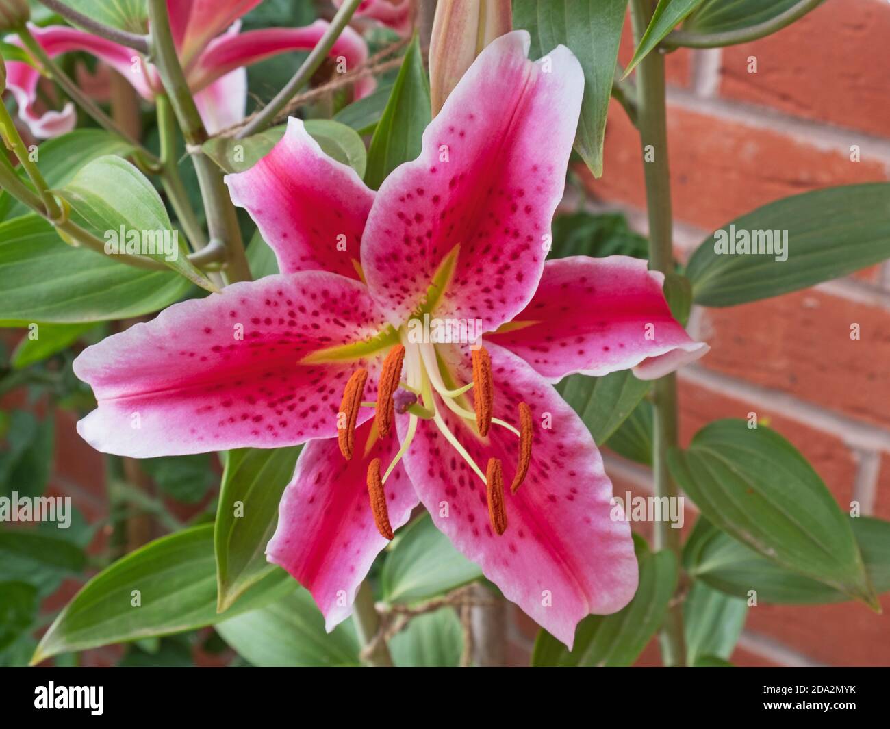 Blumen der Orientalischen Lilien ( Lilium ) Pflanze bekannt als Stargazer  Stockfotografie - Alamy