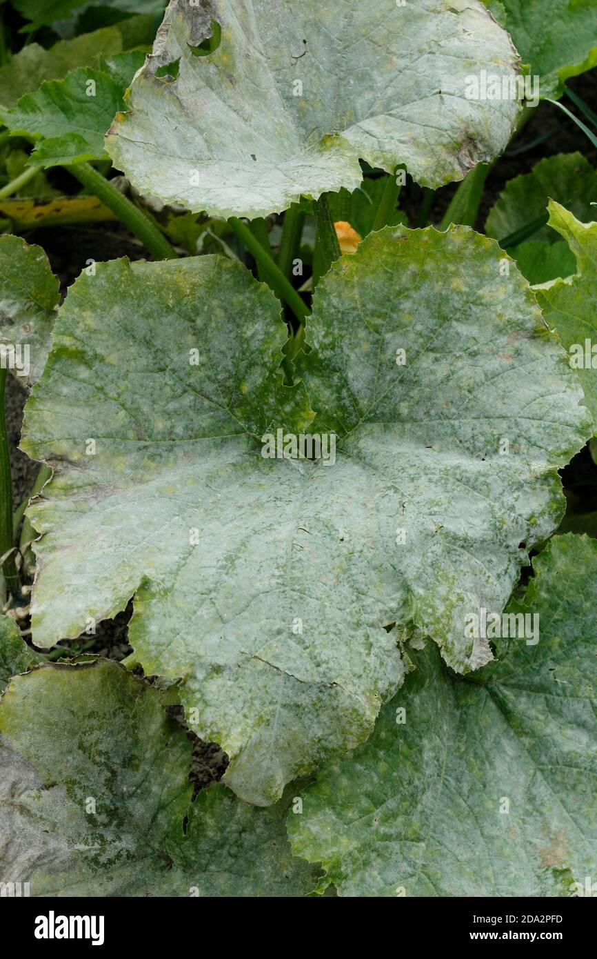 Cucurbita pepo. Mehltau Pilzkrankheit auf den Blättern einer Zucchini-Pflanze. VEREINIGTES KÖNIGREICH Stockfoto