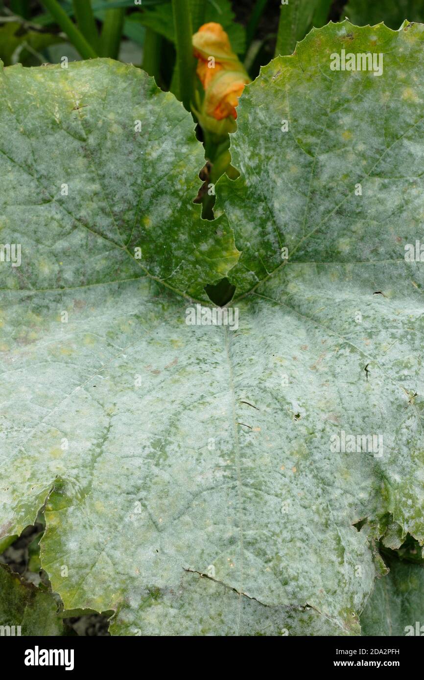 Cucurbita pepo. Mehltau Pilzkrankheit auf den Blättern einer Zucchini-Pflanze. VEREINIGTES KÖNIGREICH Stockfoto