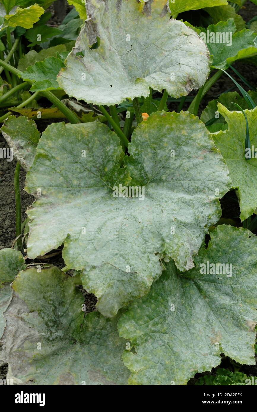 Cucurbita pepo. Mehltau Pilzkrankheit auf den Blättern einer Zucchini-Pflanze. VEREINIGTES KÖNIGREICH Stockfoto