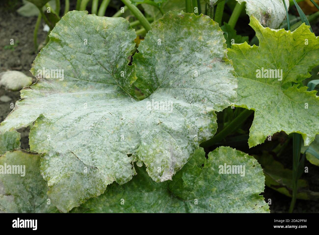 Cucurbita pepo. Mehltau Pilzkrankheit auf den Blättern einer Zucchini-Pflanze. VEREINIGTES KÖNIGREICH Stockfoto