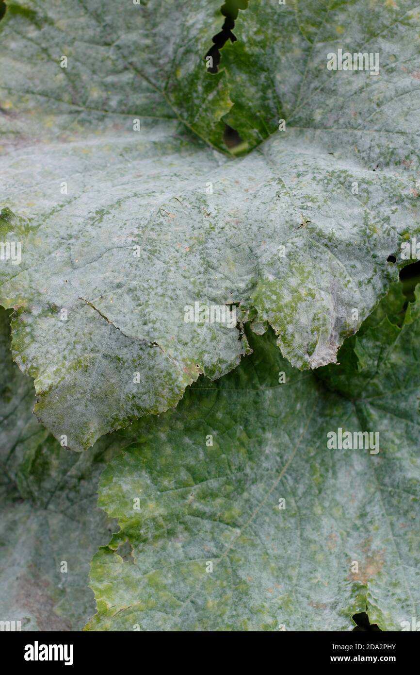 Cucurbita pepo. Mehltau Pilzkrankheit auf den Blättern einer Zucchini-Pflanze. VEREINIGTES KÖNIGREICH Stockfoto