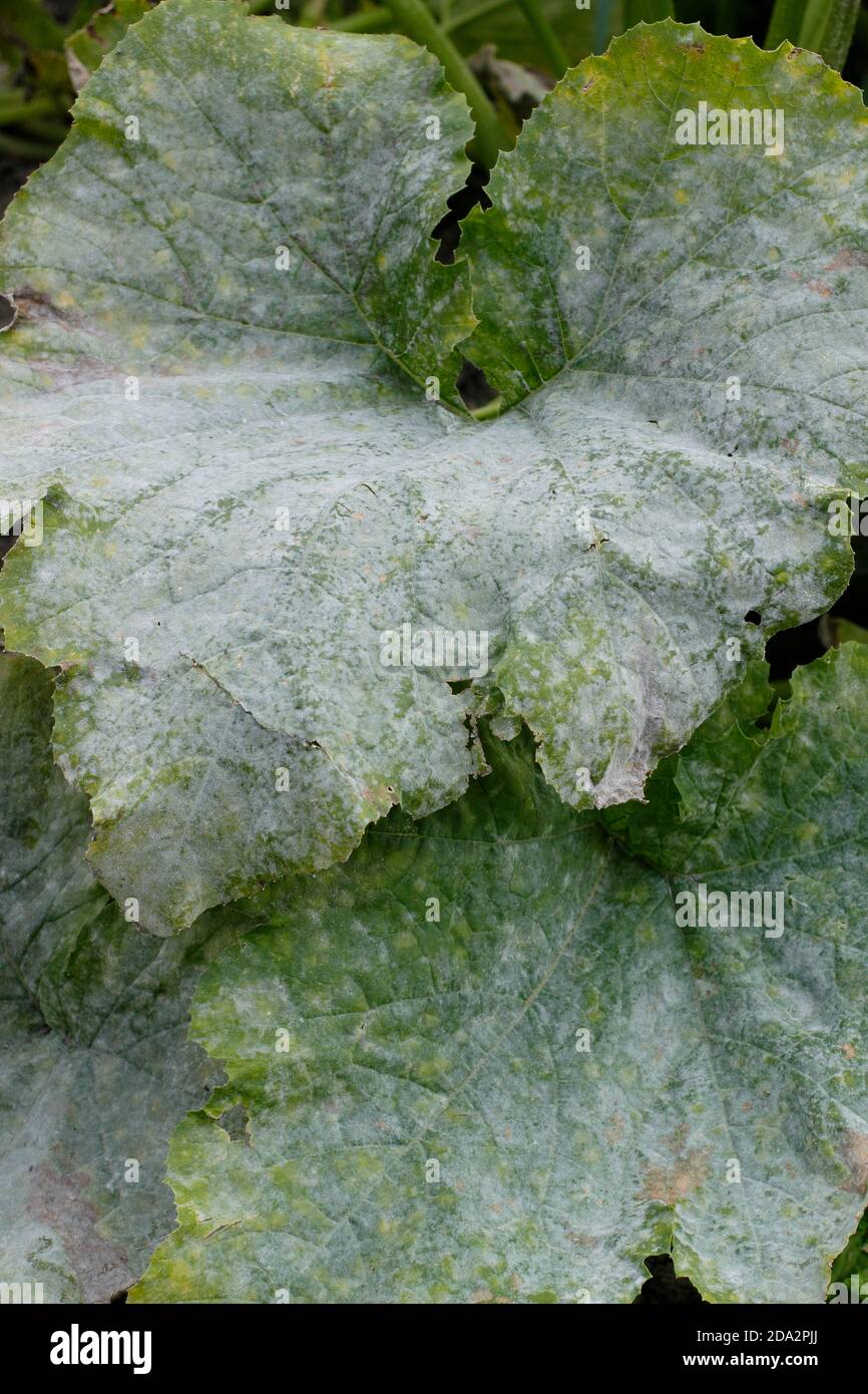 Cucurbita pepo. Mehltau Pilzkrankheit auf den Blättern einer Zucchini-Pflanze. VEREINIGTES KÖNIGREICH Stockfoto